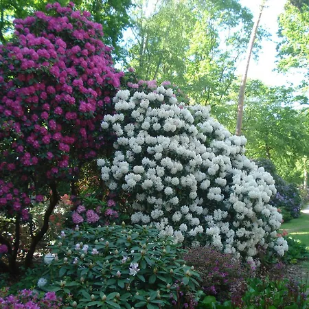 Ferienobjekt Mueritz A1 Daire Graal-Mueritz